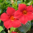 Picture of Sun Parasol® Garden Crimson Mandevilla Plant