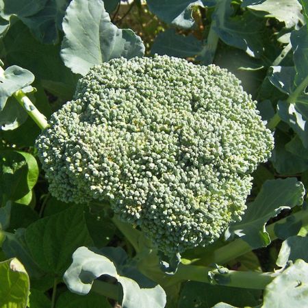 Picture for category Broccoli Plants