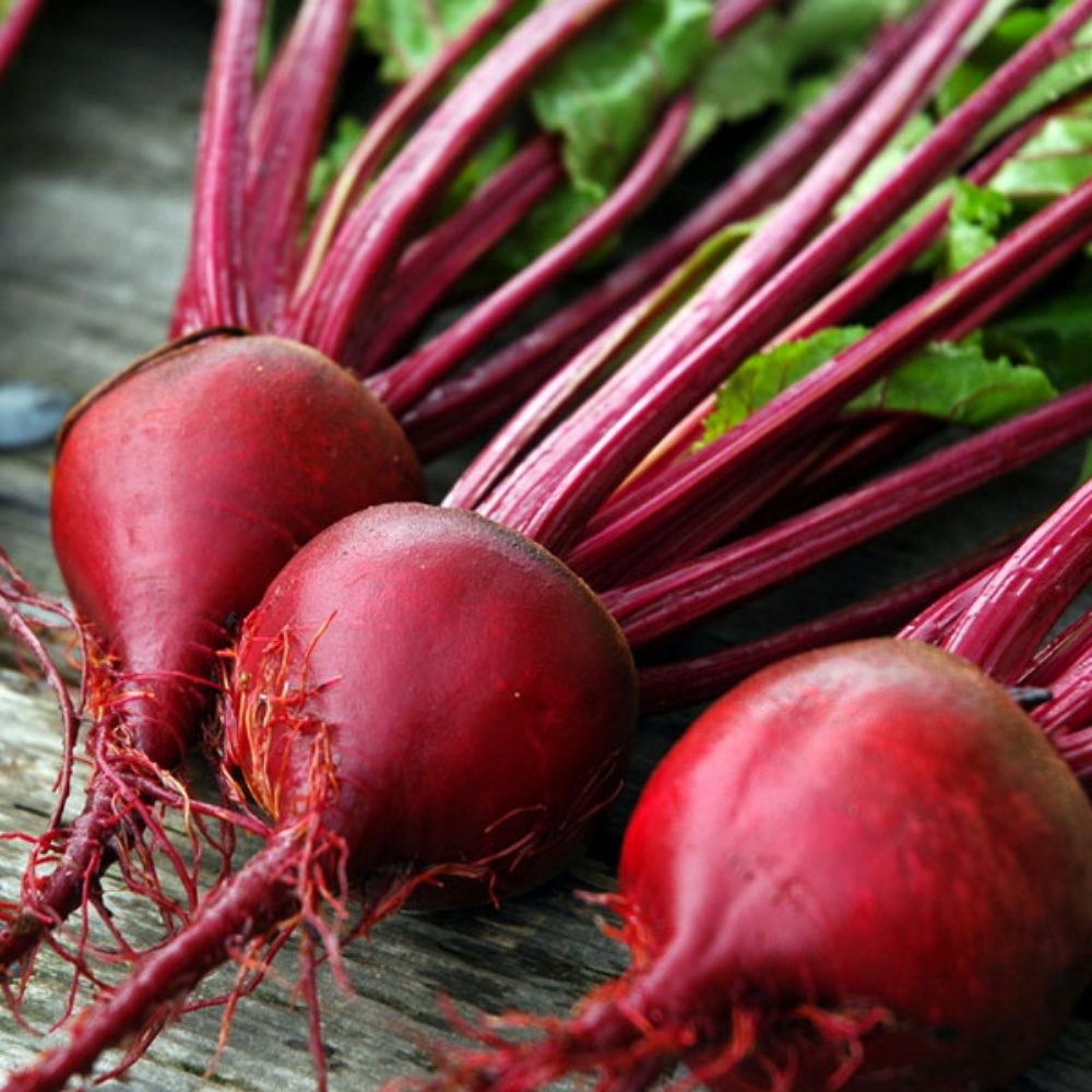 Picture for category Beet Plants