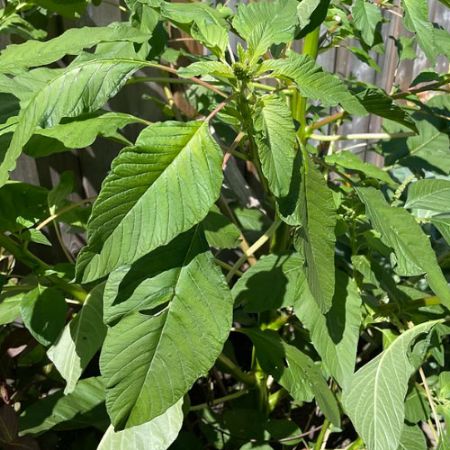 Picture for category Amaranth Plants