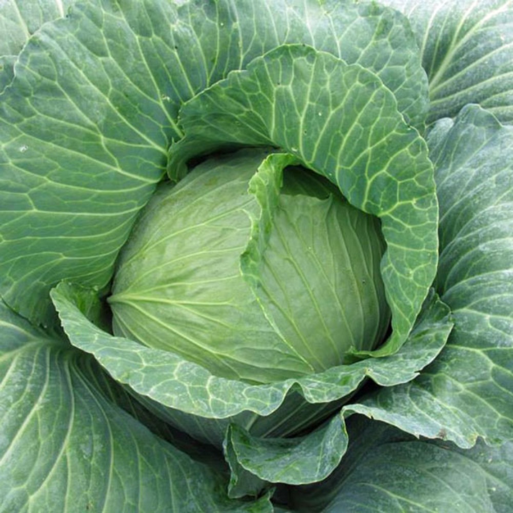 Picture for category Cabbage Plants