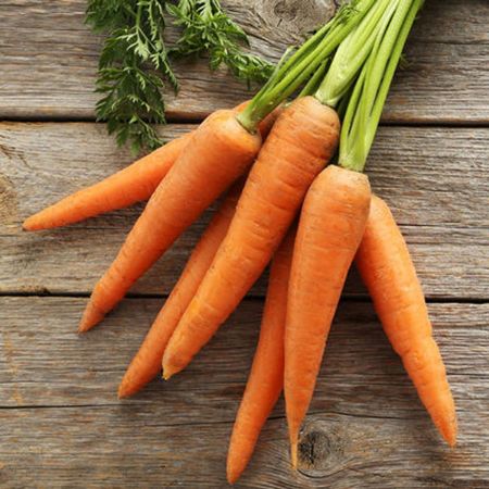 Picture for category Carrot Plants