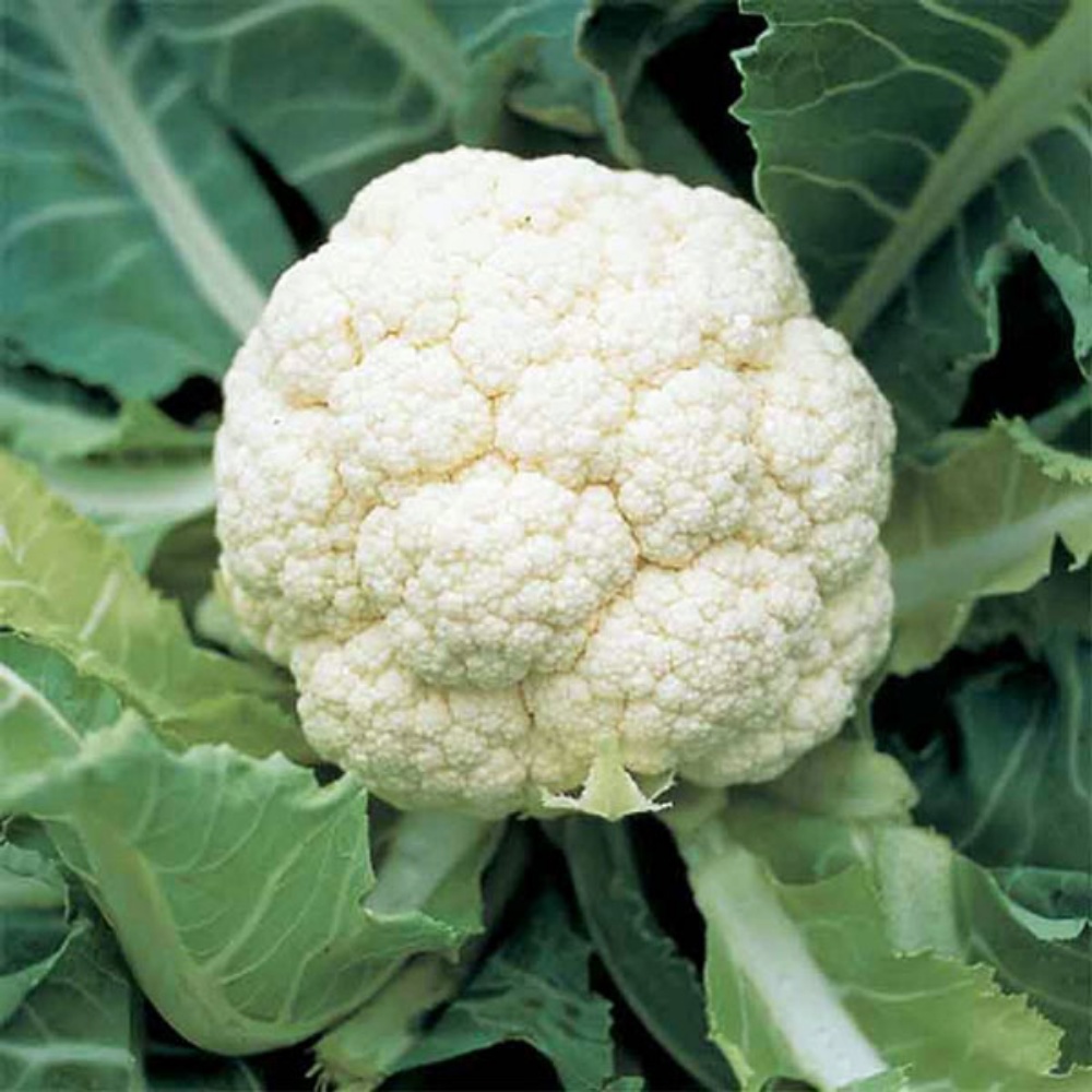 Picture for category Cauliflower Plants