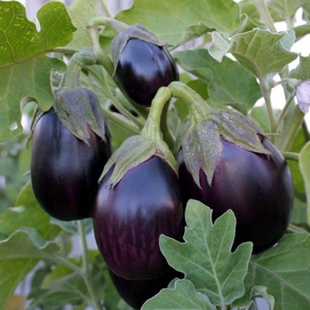 Picture for category Eggplant Plants