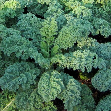 Picture for category Kale Plants