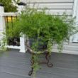 Sprengeri Asparagus Fern Plant - Stock Photo