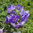 Picture of Laura Garden Phlox Plant