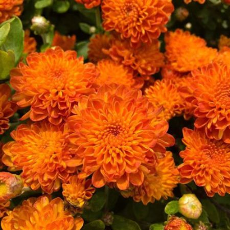 Picture for category Orange Mums