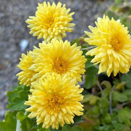 Picture for category Yellow Mums