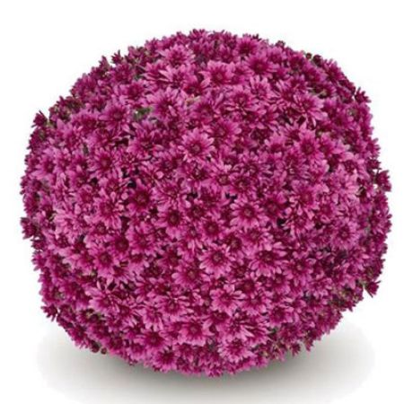 Picture for category Purple Mums