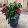 SunPatiens Vigorous Red Impatiens Plant - GrowJoy Photo