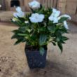 SunPatiens Vigorous White Impatiens Plant - GrowJoy Photo