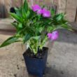 Harmony Colorfall Pink Impatiens Plant - GrowJoy Photo