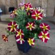 Amore Queen of Hearts Petunia Plant - GrowJoy Photo