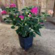 Peaches Lantana Plant - GrowJoy Photo