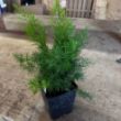 Sprengeri Asparagus Fern Plant - GrowJoy Photo