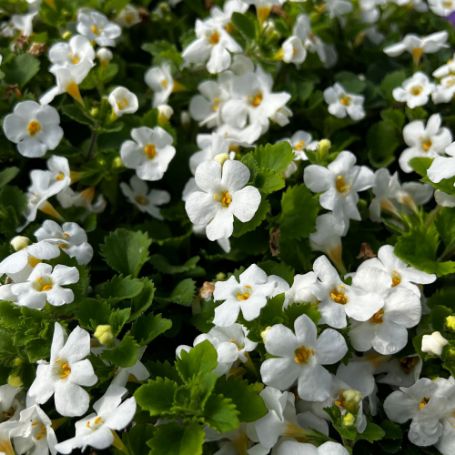 Picture of Scopia® Gulliver White Bacopa Plant