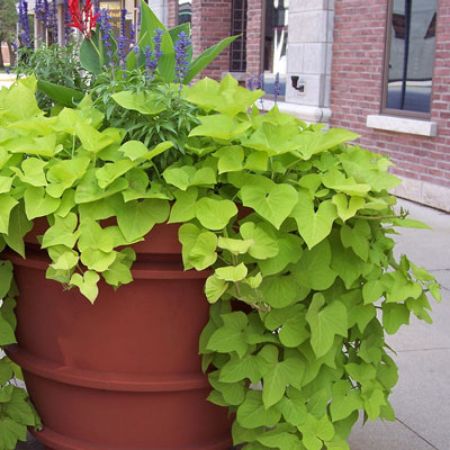 Picture for category Ipomoea (Sweet Potato Vine)