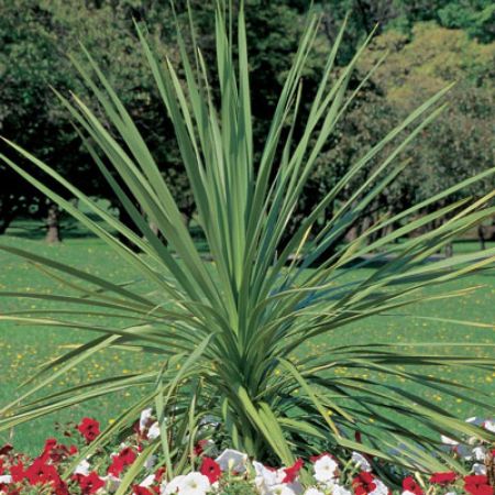 Picture for category Dracaena (Spike Plant)