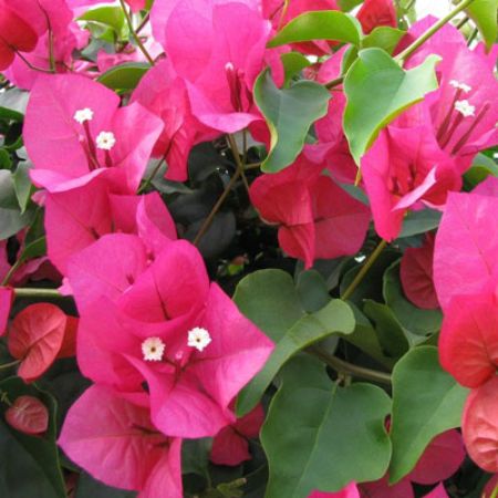 Picture for category Bougainvillea (Paperflower)