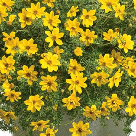 Picture for category Bidens (Spanish Needles)