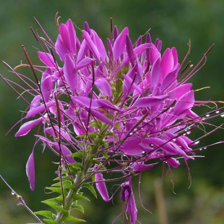 Picture for category Cleome (Spider Flower)