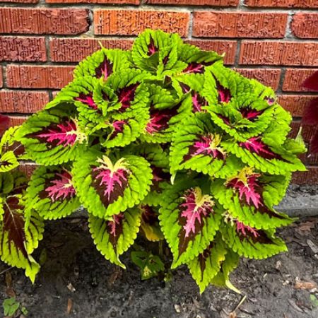 Picture for category Coleus