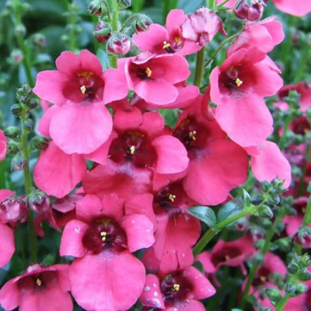 Picture for category Diascia (Twinspur)