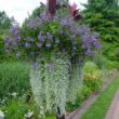 Picture of Silver Falls Dichondra Plant