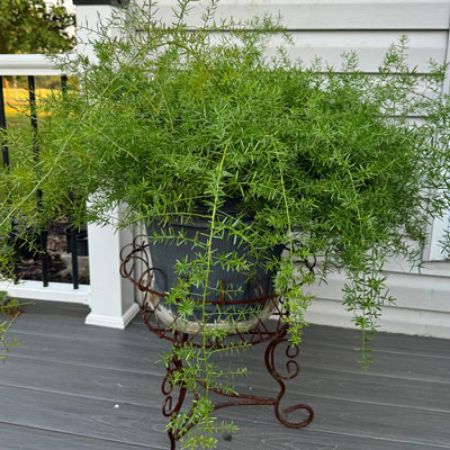 Picture for category Asparagus Fern (Foxtail Fern)