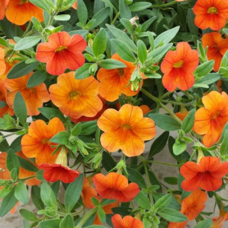 Picture for category Calibrachoa