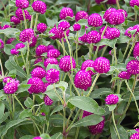 Picture for category Gomphrena (Globe Amaranth)