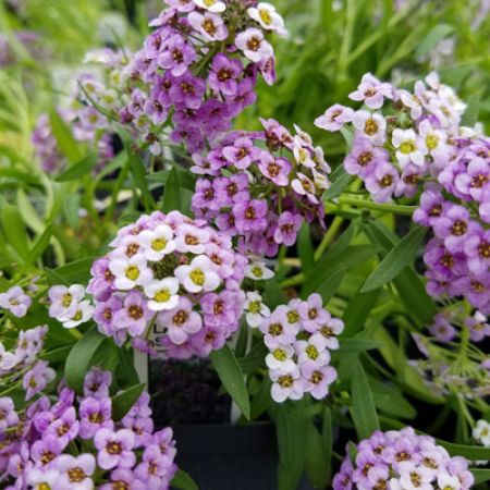 Picture for category Lobularia (Sweet Alyssum)