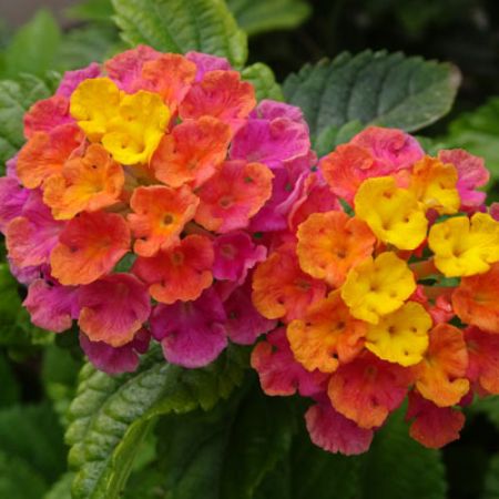 Picture for category Lantana