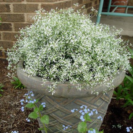 Picture for category Ornamental Euphorbia (Baby's Breath)