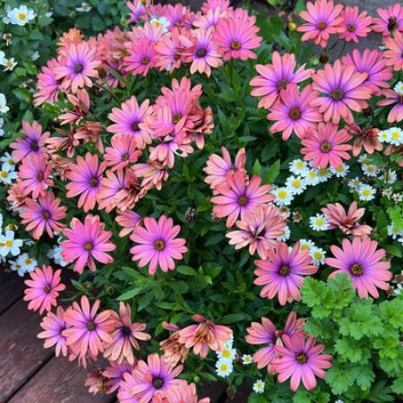 Picture for category Osteospermum (African Daisy)