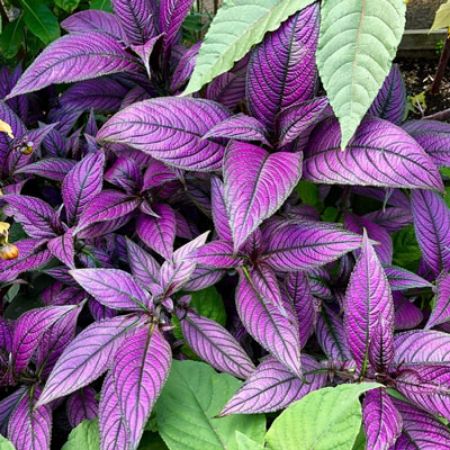 Picture for category Strobilanthes 