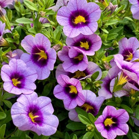 Picture for category Superbells Calibrachoa