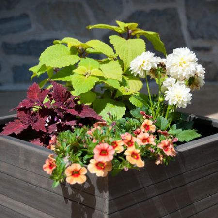 Picture for category Annuals for Planters