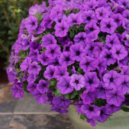 Picture for category Purple Flowering Annuals