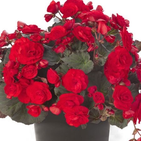 Picture for category Red Flowering Annuals