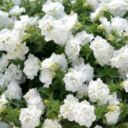 Picture for category White Flowering Annuals