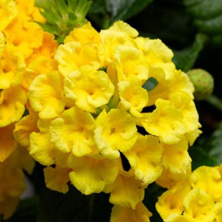 Picture for category Yellow Flowering Annuals