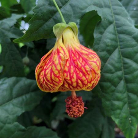 Picture for category Abutilon (Flowering Maple)