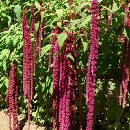 Picture for category Amaranthus  (Tassel Flower)