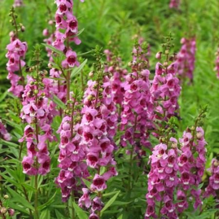 Picture for category Angelonia (Summer Snapdragon)