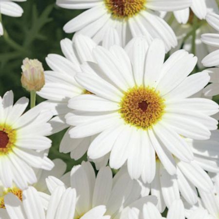 Picture for category Argyranthemum (Marguerite Daisy)