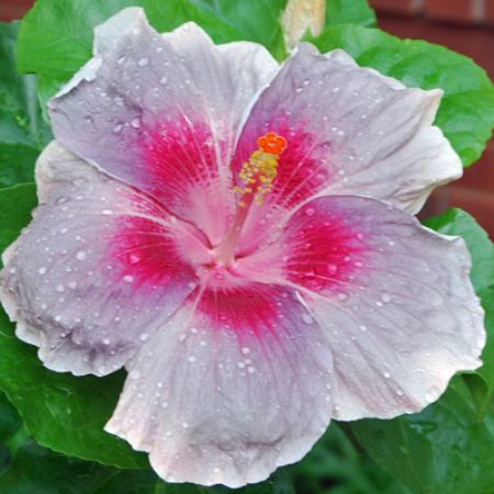 Picture for category Cajun Hibiscus (Tropical Hibiscus)