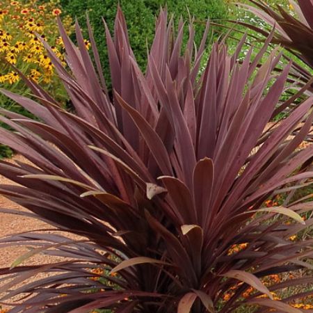 Picture for category Cordyline