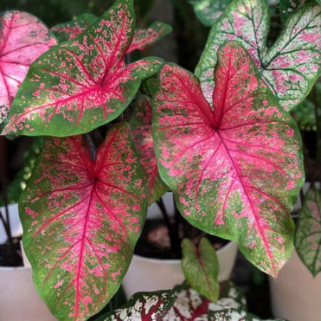 Picture for category Caladium 